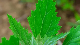 Monsoon Plant Growth Can Hide Poor Airflow and Weak Stems