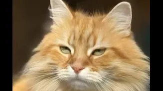 Meet Jebu: Pet Siberian Cat Steals The Show As Tarique Rahman Returns To Bangladesh