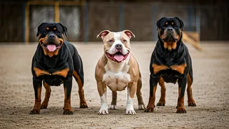Guardians or Gripes? Understanding India's Top 5 Powerful Dog Breeds