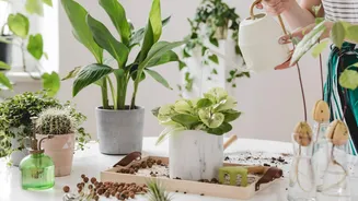 Is indoor plant care your type of self-care ritual?