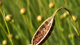 Unlocking Hair Growth: Flaxseed Secrets Revealed