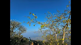 Indian grape season progresses amid water shortages and rising export costs