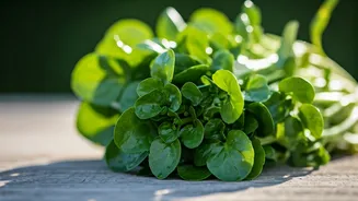 Agrião: O Superalimento Compacto Cheio de Nutrientes Essenciais e Benefícios