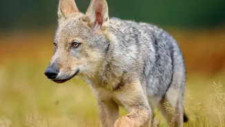 Europe's Wildest Tourism Trend Follows the Return of the Wolf