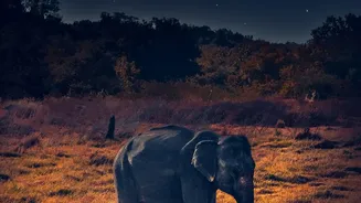 India’s First Urban Night Safari Will Bring Nocturnal Wildlife Into Focus