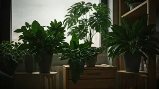 Gloomy Weather Makes Low-Light Plants Useful