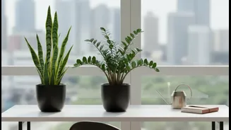 July's Best Indoor Plants For Busy Urban Homes