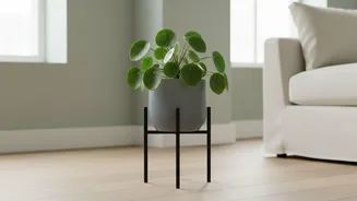 A Plant Stand Can Make Small Pot Turns Easier