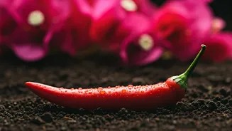 Exotic Origins: 5 Familiar Plants in India That Weren't Originally From Here