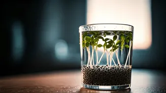 Month of Sabja Water: Your Body's Daily Transformation Unveiled