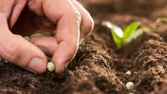 Before Planting, Match Seed Instructions to Your Actual Growing Space