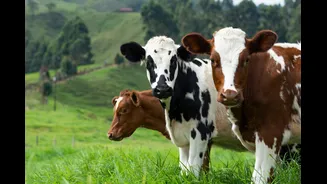 Vacas conseguem reconhecer rostos de pessoas familiares, aponta estudo