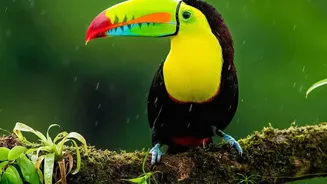 Rain-Kissed Forests Are Making August A Great Time For Wildlife Trips