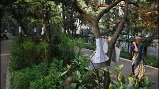Mumbai BMC to prune over 46,000 trees pre-monsoon amid heat