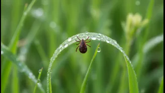 Indian Dog Owners Should Inspect Fur After Walks Through Wet Grass
