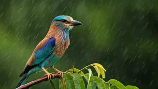 Why Bird Lovers Prefer Monsoon