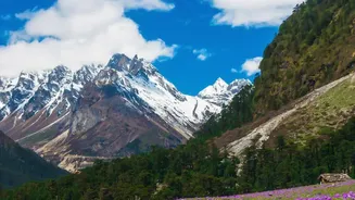 Neelakurinji Conservation Begins With Keeping Hands Off the Blooms