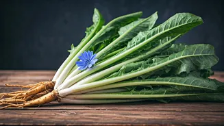 Chicory: Your New Favorite Superfood for Enhanced Health and Delicious Meals