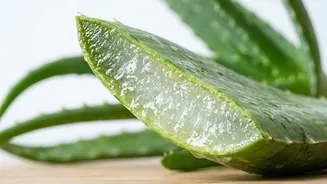 Aloe leaf wraps: The new skincare trend