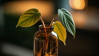 Propagate Rare Velvety Philodendrons Inside Recycled Amber Glass Bottles