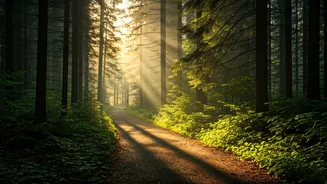 Turning Walks Into Moments of Mindfulness: A Guide