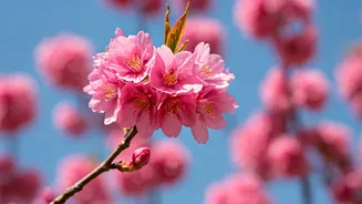 Shillong Cherry Blossom Festival 2025: A Guide