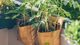 Soundwave Technology Offers Eco Friendly Pest Protection For Urban Crop Growers
