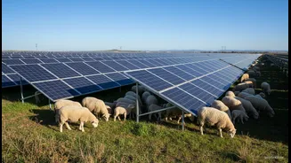 The Poznan Experiment Could Offer A Model For Other Large Solar Sites