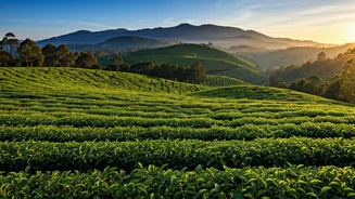 Munnar Quiet Morning Hours Reveal Gorgeous Emerald Green Tea Plantations