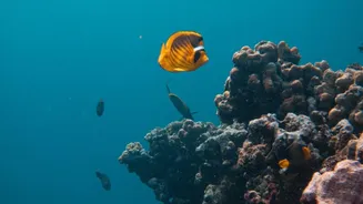 Why Thermal Resistance Capabilities Make Certain Coral Species Ideal For Reef Restoration Effort