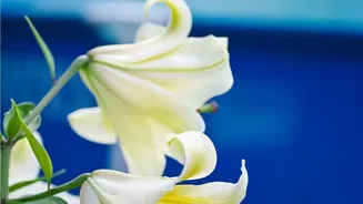 Ladakh's Flower Fields Bring Commercial Liliums To Extreme Altitude
