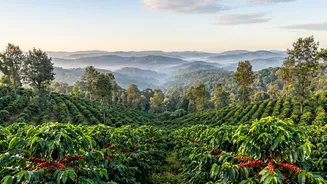 Digital Nomad Destination Spotlight: Coorg Coffee Estates With High-Speed Fiber Networks