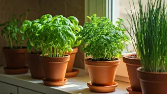 The Windowsill Herb Guide: 4 Low-Light Options For Cooks