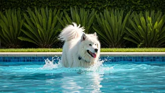 Dedicated Splash Pools In Premium Pet Resorts Trend Hard Online