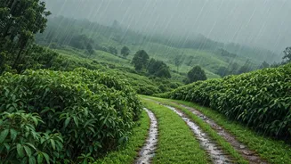 Bengaluru Holiday Trends Shift Heavily Toward Rain Soaked Coorg