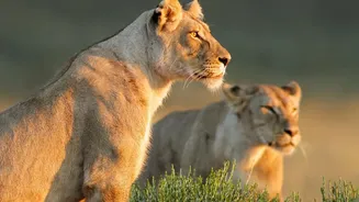 Why 17 Asiatic Lions In Barda Sanctuary Matter Beyond Gujarat's Wildlife Story