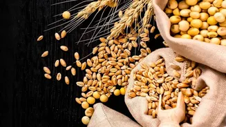 Protein Quality Scores Guide: Pairing Grains And Legumes To Achieve Complete Amino Acids
