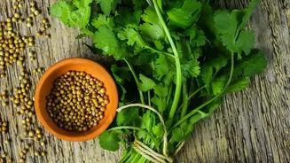Indian Kitchens Feel The Heat As Coriander Prices Surge During Monsoon