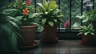 Balcony Gardens Have Entered Their Rainy Season