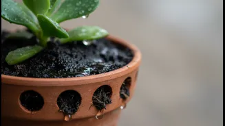 When Pots Stay Wet, Pause Watering And Restore Drainage First