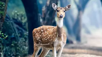 The News Around Ranthambore's New Booking-Season Surge Makes Zone Rules And Availability Worth Checking