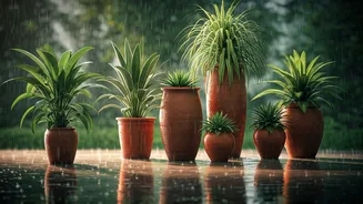 Monsoon Pot Placement Can Save Your Plants
