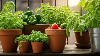 Container Gardening Makes Fresh Food Feel Closer