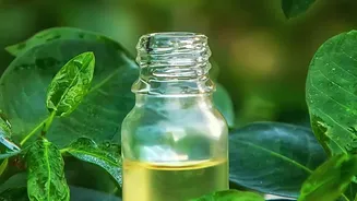 Natural Garden Pest Control Hacks Diluted Neem Oil And Soapy Water Keep Greenery Safe