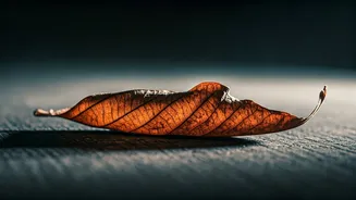 When Children Struggle: Indian Elders Face 12% Higher Depression Risk Amidst Unemployment