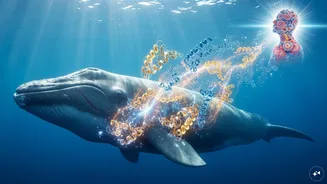 Whale protein discovery may unlock human lifespans of 200 years, scientists say