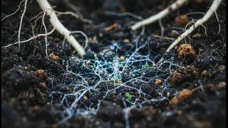 Researchers Study Microbial Life For Better Harvests