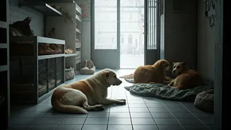 Shopkeeper's Compassionate Haven: Stray Dogs Find Solace in Air-Conditioned Store