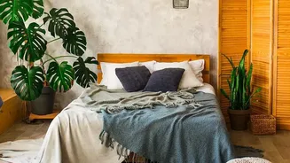 Snake Plant Suits Low-Maintenance Bedroom Styling Better Than Flowering Species