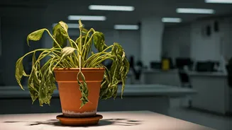 Burnout in Indian Workplaces: A Growing Concern